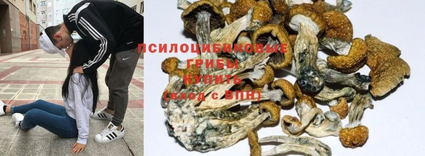 прущие грибы Касимов